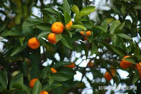 庭院盆栽|20种适宜种植在院子里的植物